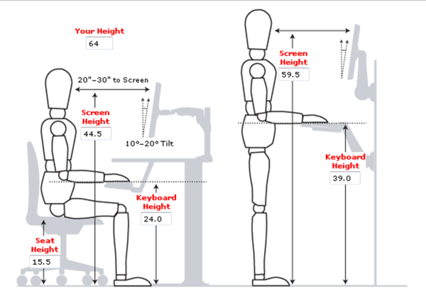 Body ergonomic proportions